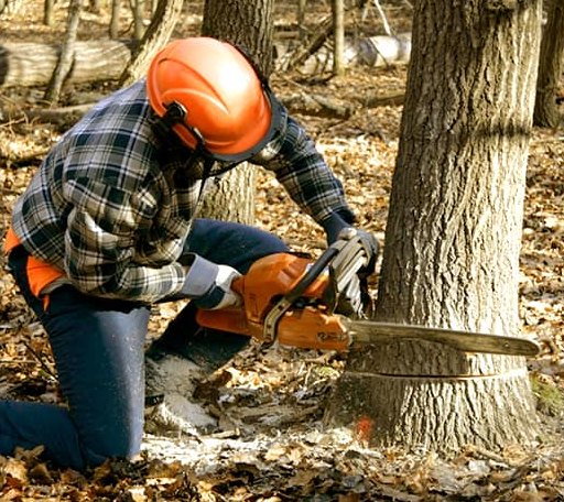 Tree Removal in Pratts, VA
